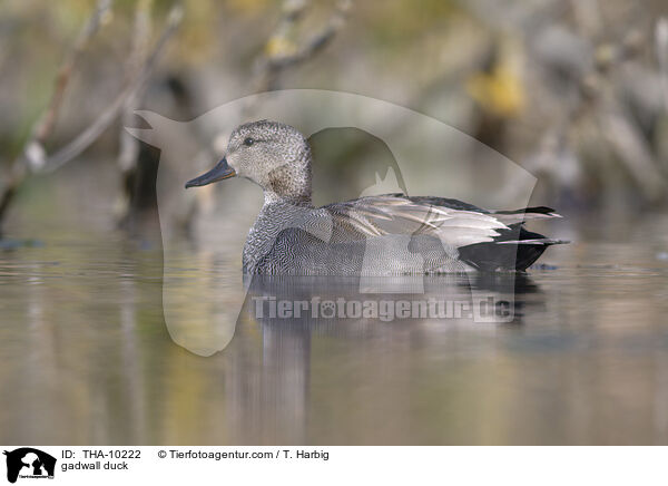 Schnatterente / gadwall duck / THA-10222