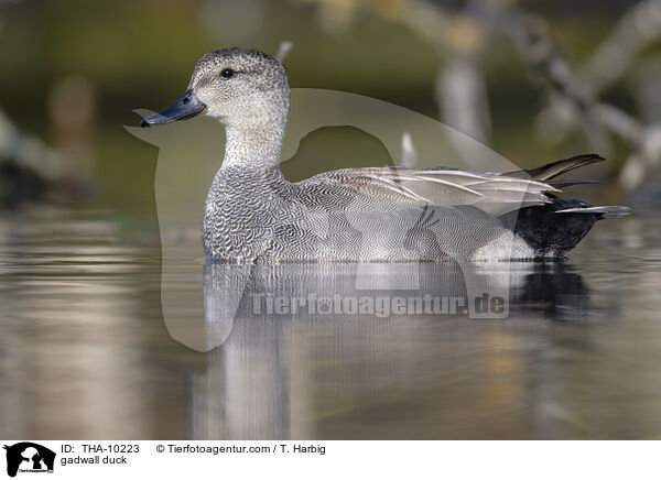 Schnatterente / gadwall duck / THA-10223