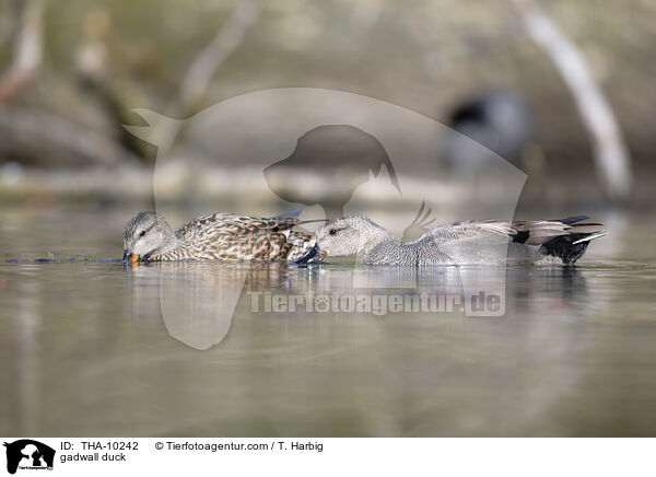 Schnatterente / gadwall duck / THA-10242