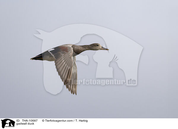 gadwall duck / THA-10687