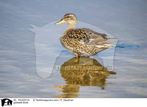 Schnatterente / gadwall duck / FH-02510