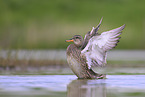 gadwall duck