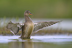 gadwall duck