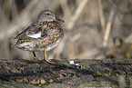 gadwall duck