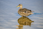 gadwall duck