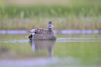 gadwall duck