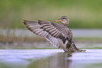 gadwall duck