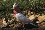 roseate cockatoo