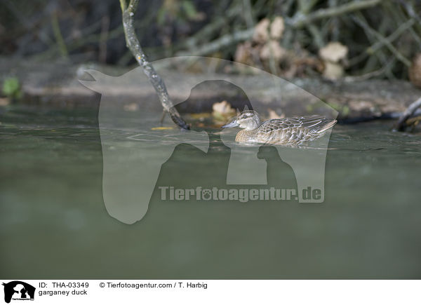 garganey duck / THA-03349