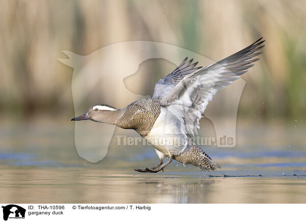 Knkente / garganey duck / THA-10596