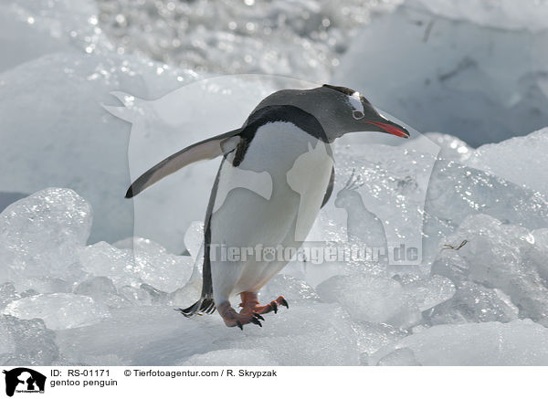 Eselspinguin / gentoo penguin / RS-01171