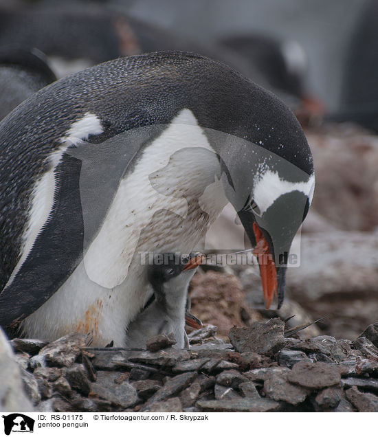 Eselspinguin / gentoo penguin / RS-01175