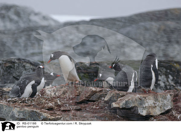 Eselspinguine / gentoo penguin / RS-01186