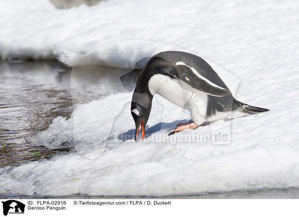 Gentoo Penguin / FLPA-02916