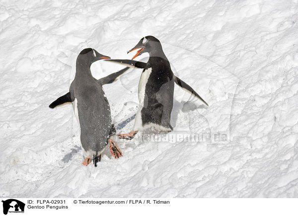 Eselspinguine / Gentoo Penguins / FLPA-02931