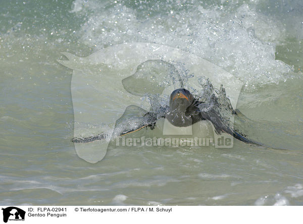 Eselspinguin / Gentoo Penguin / FLPA-02941