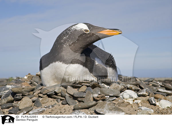 Eselspinguin / Gentoo Penguin / FLPA-02951