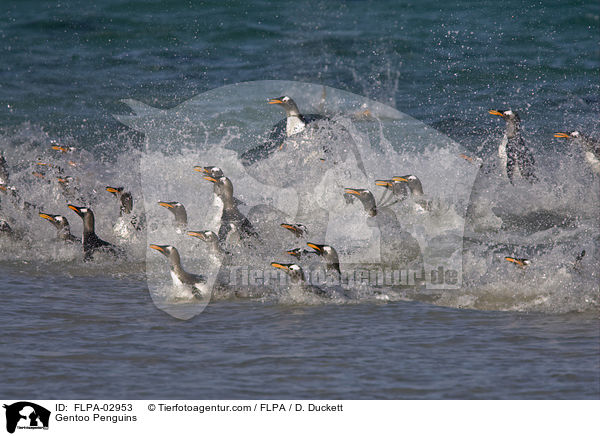 Eselspinguine / Gentoo Penguins / FLPA-02953