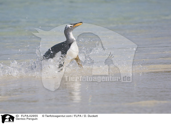 Eselspinguin / Gentoo Penguin / FLPA-02955