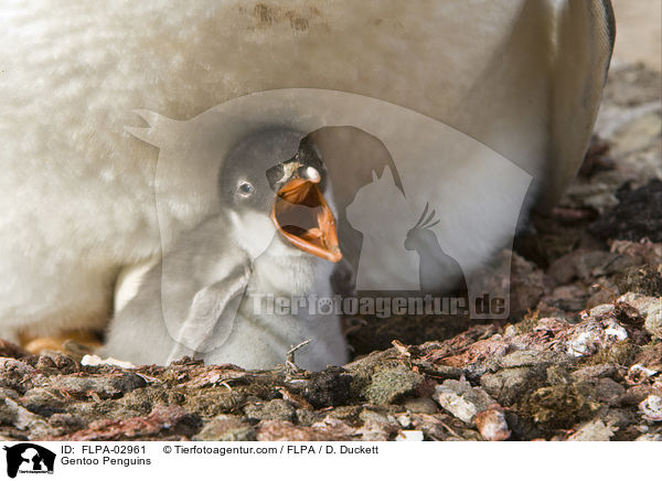 Eselspinguine / Gentoo Penguins / FLPA-02961