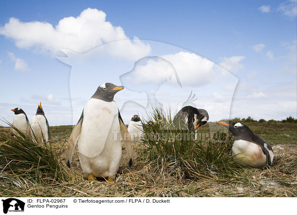 Eselspinguine / Gentoo Penguins / FLPA-02967