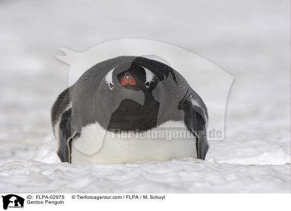 Gentoo Penguin / FLPA-02975