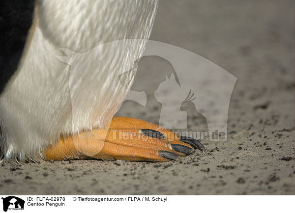 Eselspinguin / Gentoo Penguin / FLPA-02978