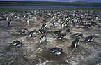 Gentoo Penguins