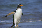 Gentoo Penguin