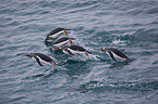 Gentoo Penguins