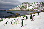 Gentoo Penguins