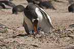 Gentoo Penguins