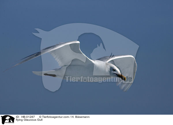 Eismwe im Flug / flying Glaucous Gull / HB-01287