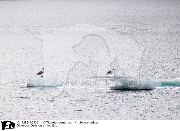 Eismwen auf einer Eisscholle / Glaucous Gulls on an ice floe / MBS-20530
