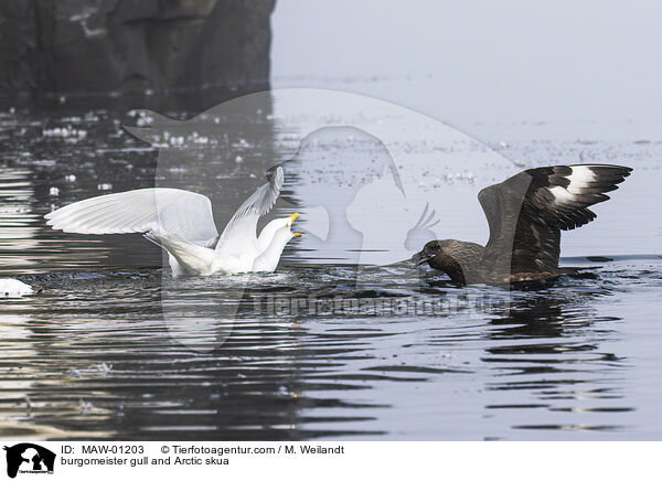 Eismwe und Schmarotzerraubmwe / burgomeister gull and Arctic skua / MAW-01203