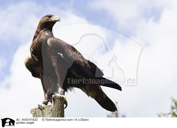 Steinadler / golden eagle / AVD-01822