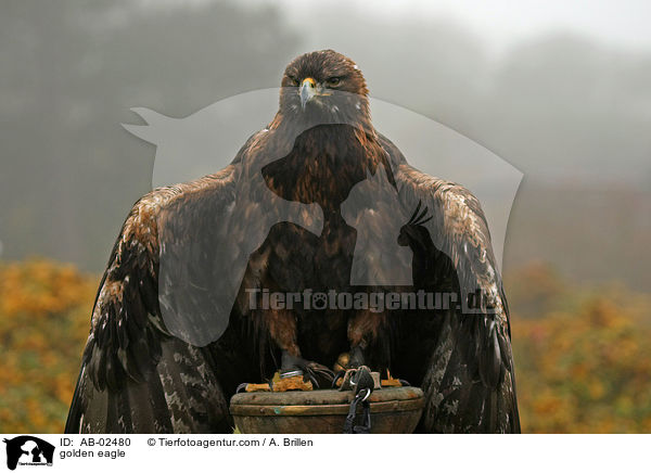Steinadler / golden eagle / AB-02480