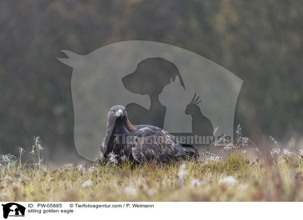 sitzender Steinadler / sitting golden eagle / PW-05885