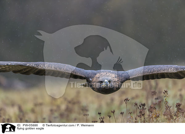 fliegender Steinadler / flying golden eagle / PW-05886