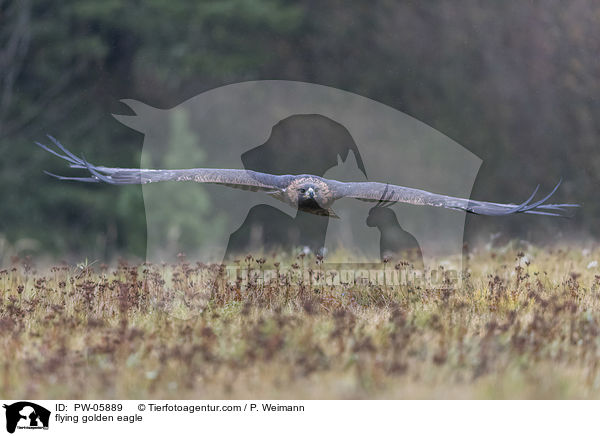 fliegender Steinadler / flying golden eagle / PW-05889