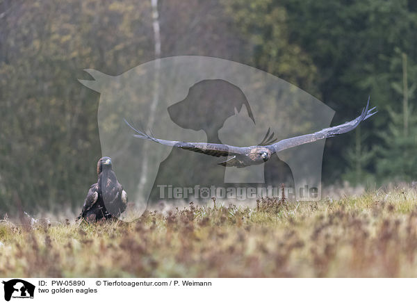 zwei Steinadler / two golden eagles / PW-05890