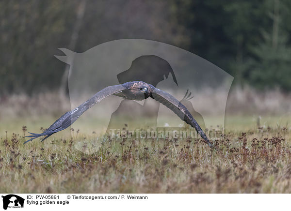 fliegender Steinadler / flying golden eagle / PW-05891