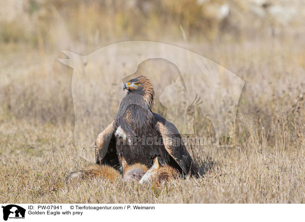 Steinadler mit Beute / Golden Eagle with prey / PW-07941