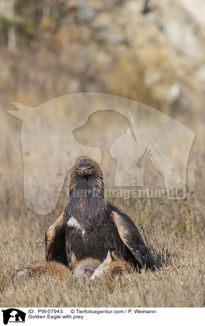 Steinadler mit Beute / Golden Eagle with prey / PW-07943