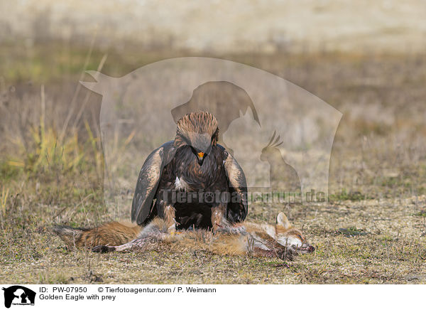 Steinadler mit Beute / Golden Eagle with prey / PW-07950