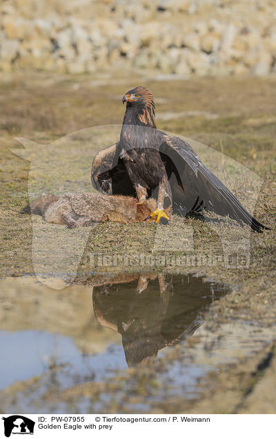 Steinadler mit Beute / Golden Eagle with prey / PW-07955
