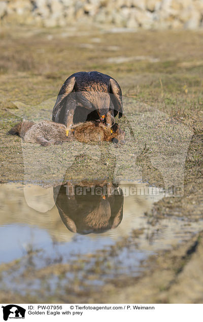 Steinadler mit Beute / Golden Eagle with prey / PW-07956