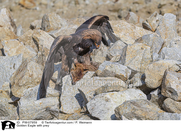 Steinadler mit Beute / Golden Eagle with prey / PW-07959