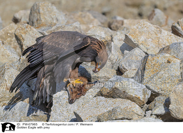 Steinadler mit Beute / Golden Eagle with prey / PW-07965