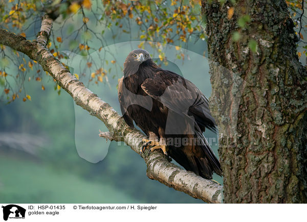 Steinadler / golden eagle / HSP-01435